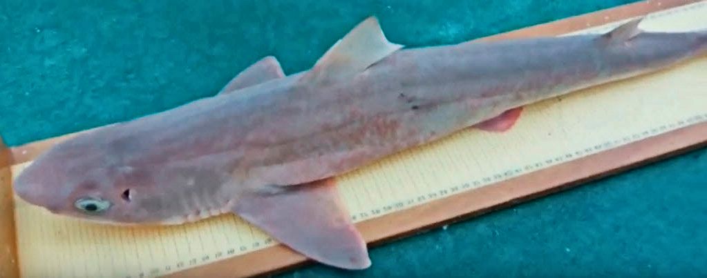 squalus megalops_06.jpg